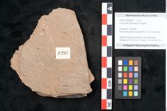 Foto (Objekt + Etikett) von Araucaria sternbergii Goeppert (NHMW-GEO-2024-0188-8287)